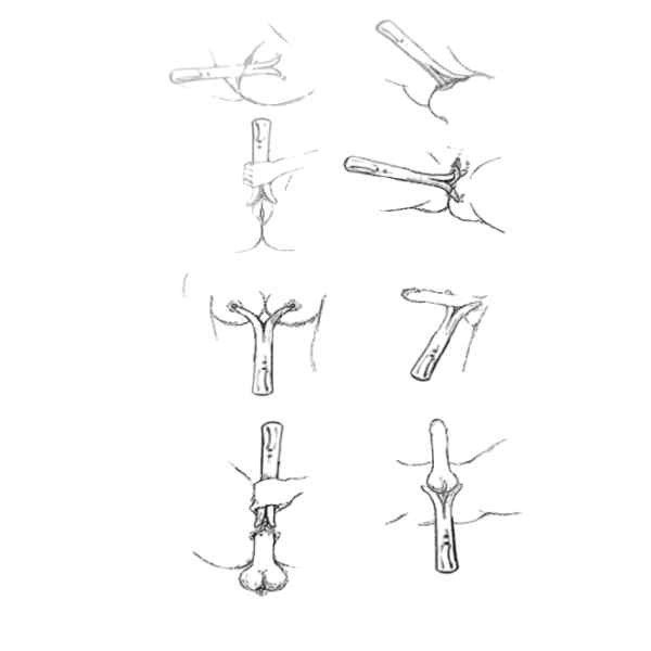 ilustrações de formas de uso masturbador de penis e vagina MIQI