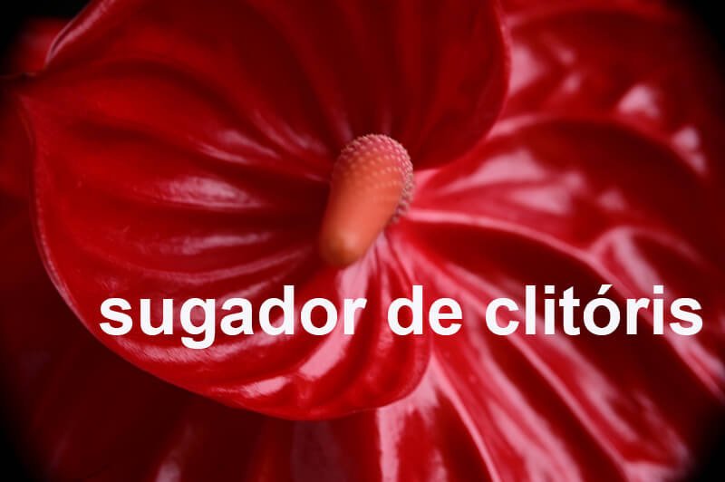 pétala da planta anturio com frase sugador de clitoris