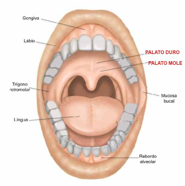 ilustração de boca aberta com indicação de cada parte que a compoe