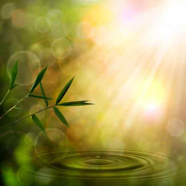 fundos orientais abstrattos com folhagem de bambu em referencia post Massageadores intimos